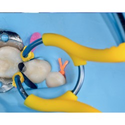 myJunior kit, Polydentia